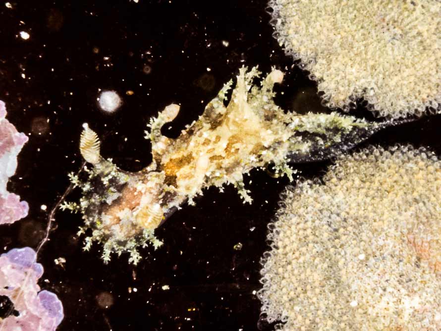 Plocamopherus ceylonicus